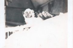 1942 Charlie Fiji Islands MonkeyI