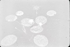 1948 Botanical Gardens Mom