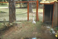 1950s Florida Mom Flamingo