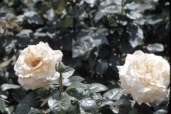 1950s Florida Mom Flowers