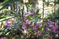 1950s Florida Mom Flowers1