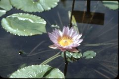 1950s Florida Mom Flowers2