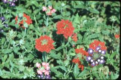 1950s Florida Mom Flowers3