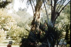 1950s Florida Mom Trees