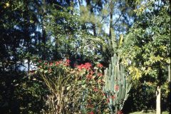 1950s Florida Mom Trees1