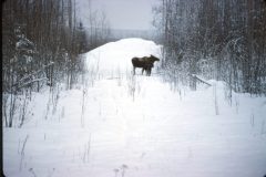 1964 02 Alaska Ft Wainwright Moose