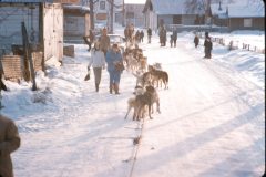 1964 02 Alaska Ft Wainwright Sled Dog Race12
