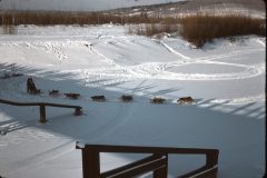1964 02 Alaska Ft Wainwright Sled Dog Race8