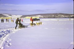 1964 02 Alaska Ft Wainwright Sled Dogs