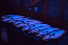 1964 08 Alaska Salmon
