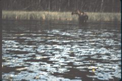 1964 Alaska Valdez Dad Irving15