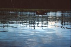 1964 Alaska Valdez Dad Irving17