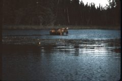 1964 Alaska Valdez Dad Irving18