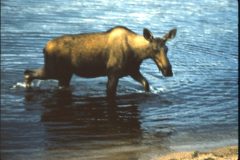 1964 Alaska Valdez Dad Irving19