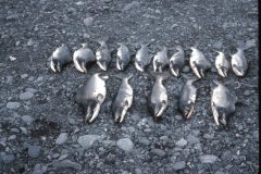 1964 Alaska Valdez Dad Irving2