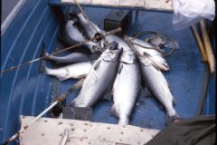 1964 Alaska Valdez Dad Irving6