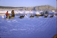 1965 02 Alaska Ft. Wainwright Sled Dogs2