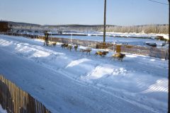 1965 02 Alaska Ft Wainwright Sled Dog Race4