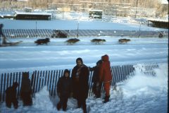 1965 02 Alaska Ft Wainwright Sled Dog Race Mom Dennis