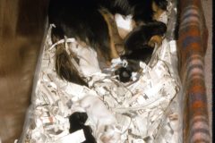 1965 05 Alaska Unknown2