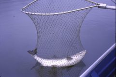 1965 08 Alaska Fishing