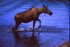 1965 08 Alaska Moose