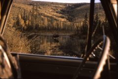 1965 08 Alaska Moose Car Window