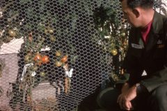 1965 09 Alaska Dad Tomatos