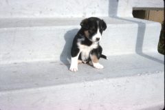 1965 09 Alaska Ft Wainwright Puppy