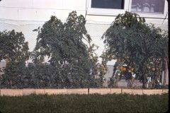 1965 09 Alaska Ft Wainwright Tomatos