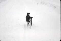 1966 05 Alaska Ft Wainwright Dog