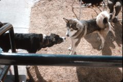 1966 05 Alaska Ft Wainwright Dog2