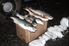 1966 08 Alaska Fish