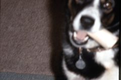 1966 12 Alaska Ft Wainwright Dog