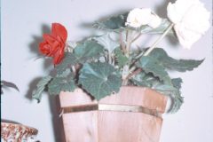 1967 12 Alaska Ft Wainwright Plant