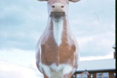 1969 04 Unknown Cow Dennis Sam