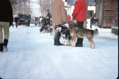 1964 02 Alaska Ft Wainwright Sled Dog Race10