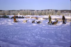 1965 02 Alaska Ft. Wainwright Sled Dogs