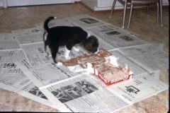 1969 Ohio Puppy