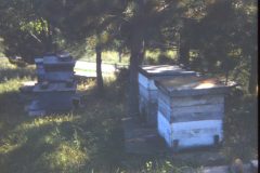 1970 Ohio BeeHives
