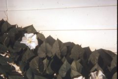 1970 Ohio House2
