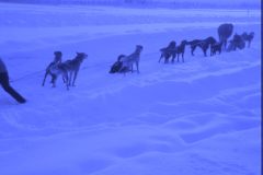 1971 04 Alaska Ft Wainwright Sled Dogs2