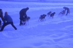 1971 04 Alaska Ft Wainwright Sled Dogs4