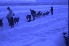 1971 04 Alaska Ft Wainwright Sled Dogs8