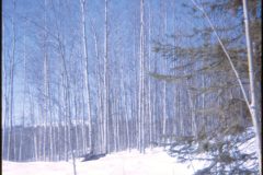 1971 05 Alaska Property4