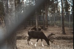 1971 08 Alaska Reindeer