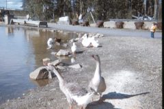 1971 09 Alaska AlaskaLand Geese