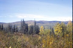 1971 11 Alaska Ft Wainwright Trees