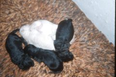 1972 01 Alaska Ft Wainwright Scampy Puppies