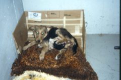 1972 01 Alaska Ft Wainwright Scampy Puppies1